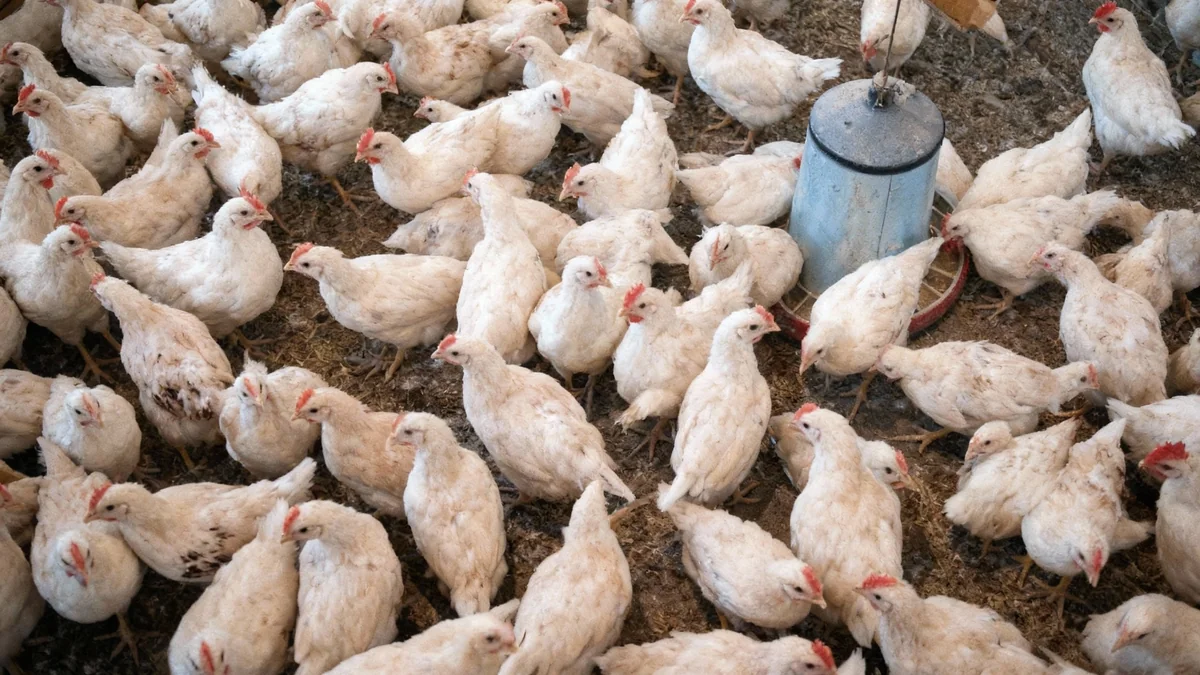 Geflügelpest im Kreis Kleve: Fast 19.000 Tiere getötet