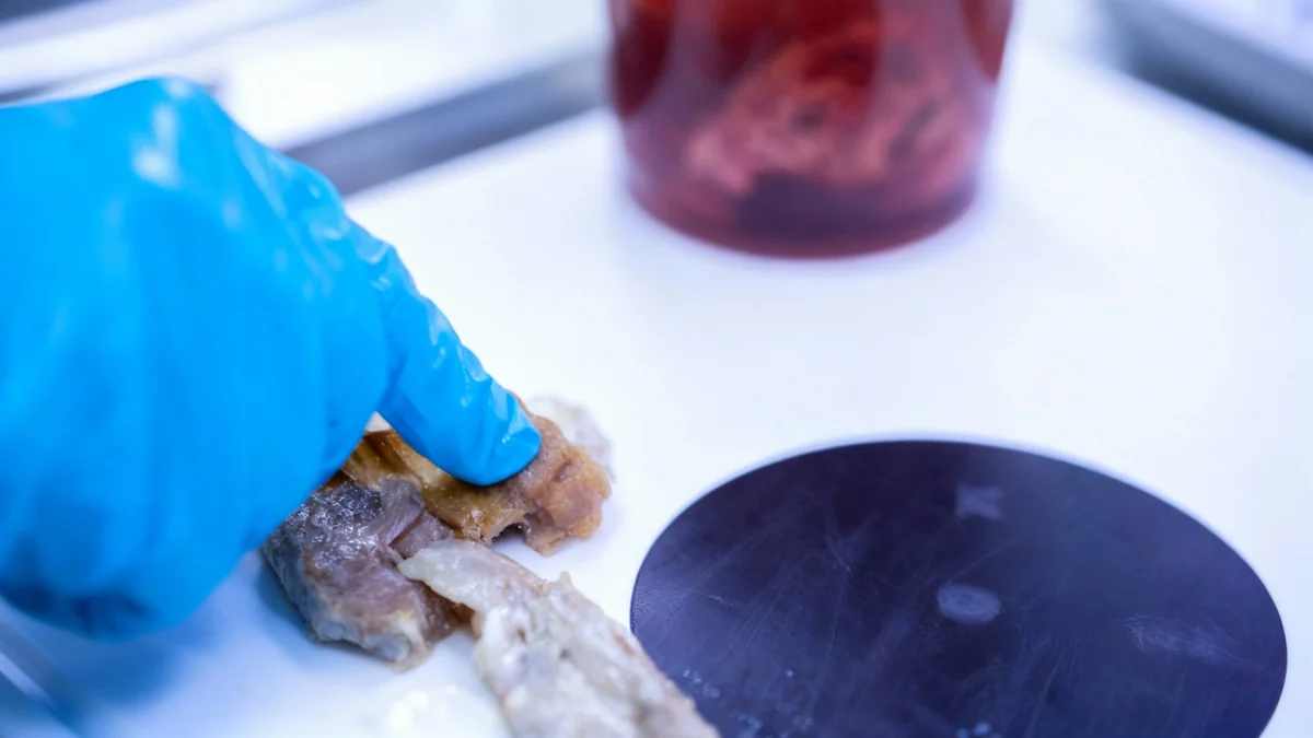 Kölner Pizzeria wegen Mäusekot und Hygienemängeln geschlossen